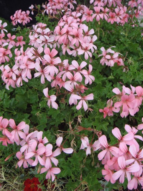 Pelargonium peltatum 'Mini Cascade rose' fleur